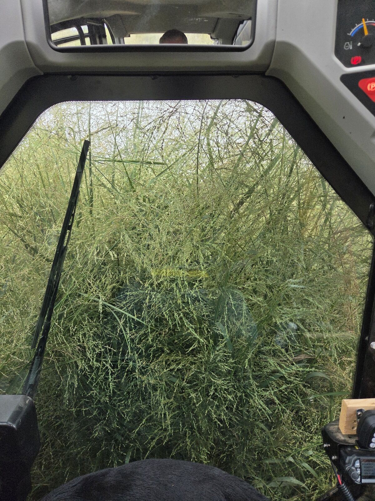 Dense tall grass fuel load before wildfire risk reduction clearing near Amarillo Texas