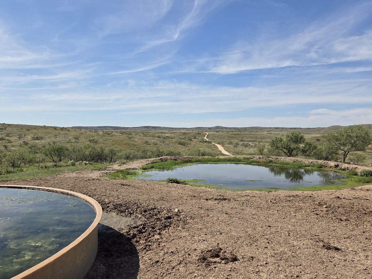 Windmill overflow catch pond for drought resilient water storage on Texas Panhandle ranch