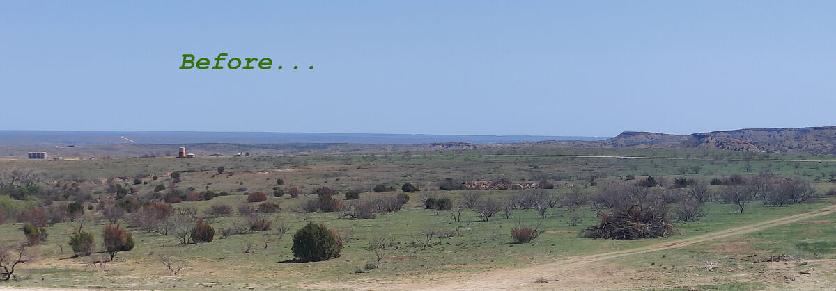 Dense mesquite before clearing on Texas Panhandle ranch