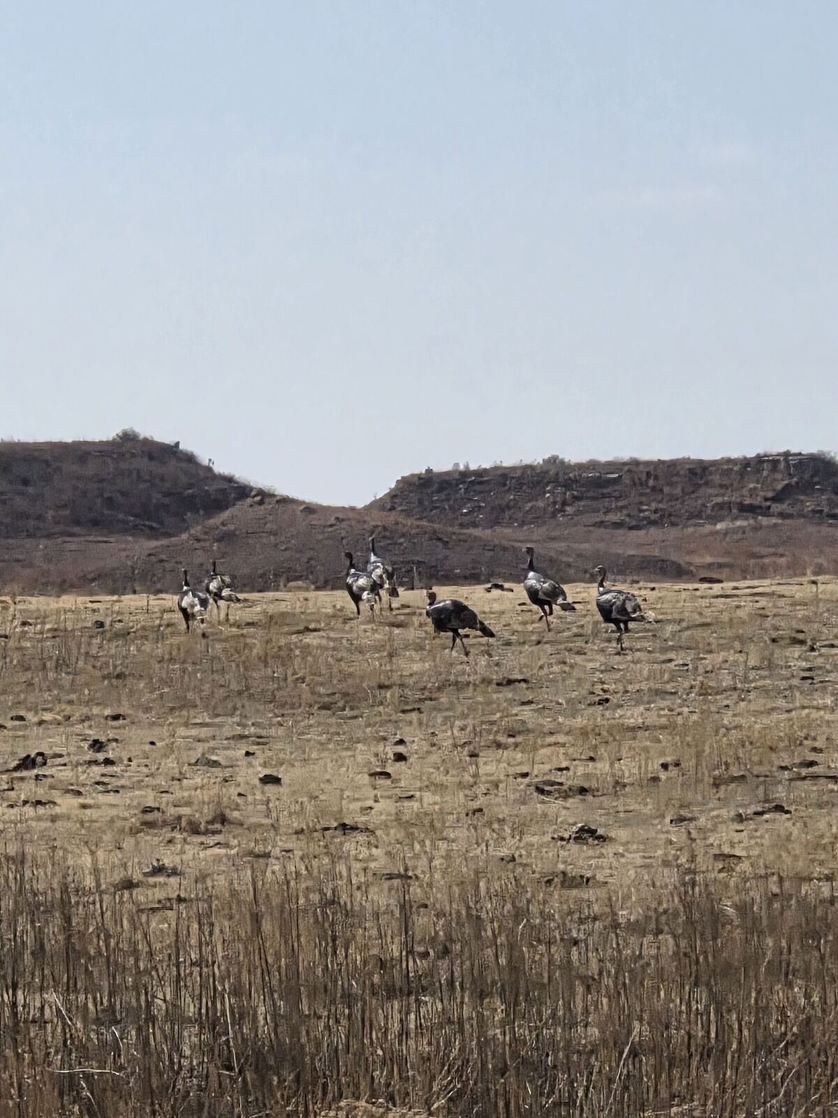 Wild turkey on Texas Panhandle ranch property